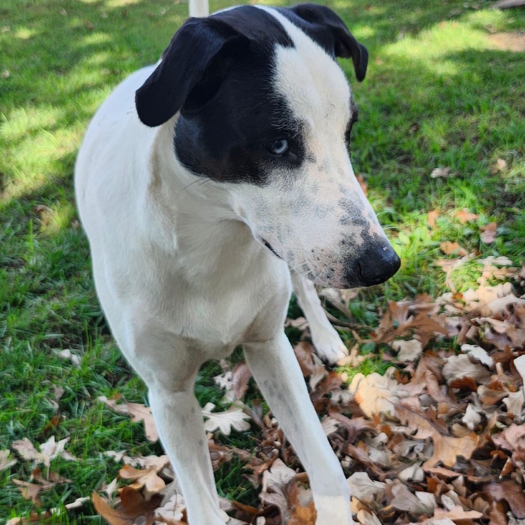 Photo of Maple, adoptable Mixed Breed (Medium) in Buffalo, Minnesota