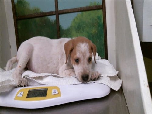 Photo of Aurora, adoptable Staffordshire Bull Terrier in Houston, Texas