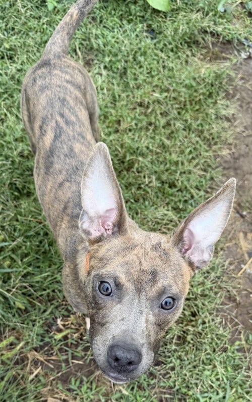 Photo of Dora, adoptable Pit Bull Terrier in Cedar Rapids, Iowa