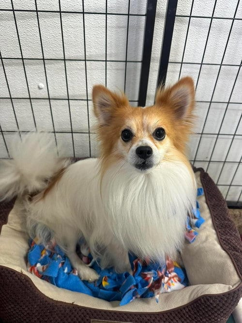 Photo of Filbert, adoptable Papillon in Mukwonago, Wisconsin