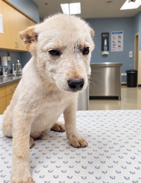 Photo of PO, adoptable Queensland Heeler in Riverside, California
