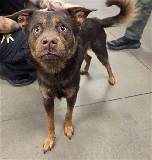 Photo of Drake, adoptable Australian Kelpie in Phoenix, Arizona