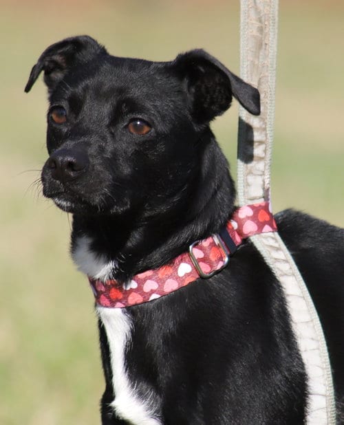 Photo of Juliette, adoptable Terrier in North Fort Myers, Florida
