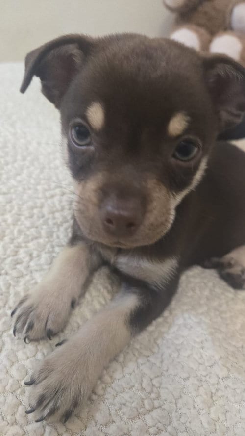 Photo of Cooper, adoptable Chihuahua in Virginia Beach, Virginia