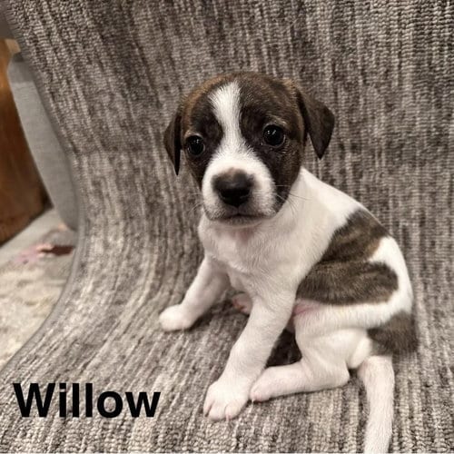 Photo of Willow, adoptable Chihuahua in Spring Lake, North Carolina
