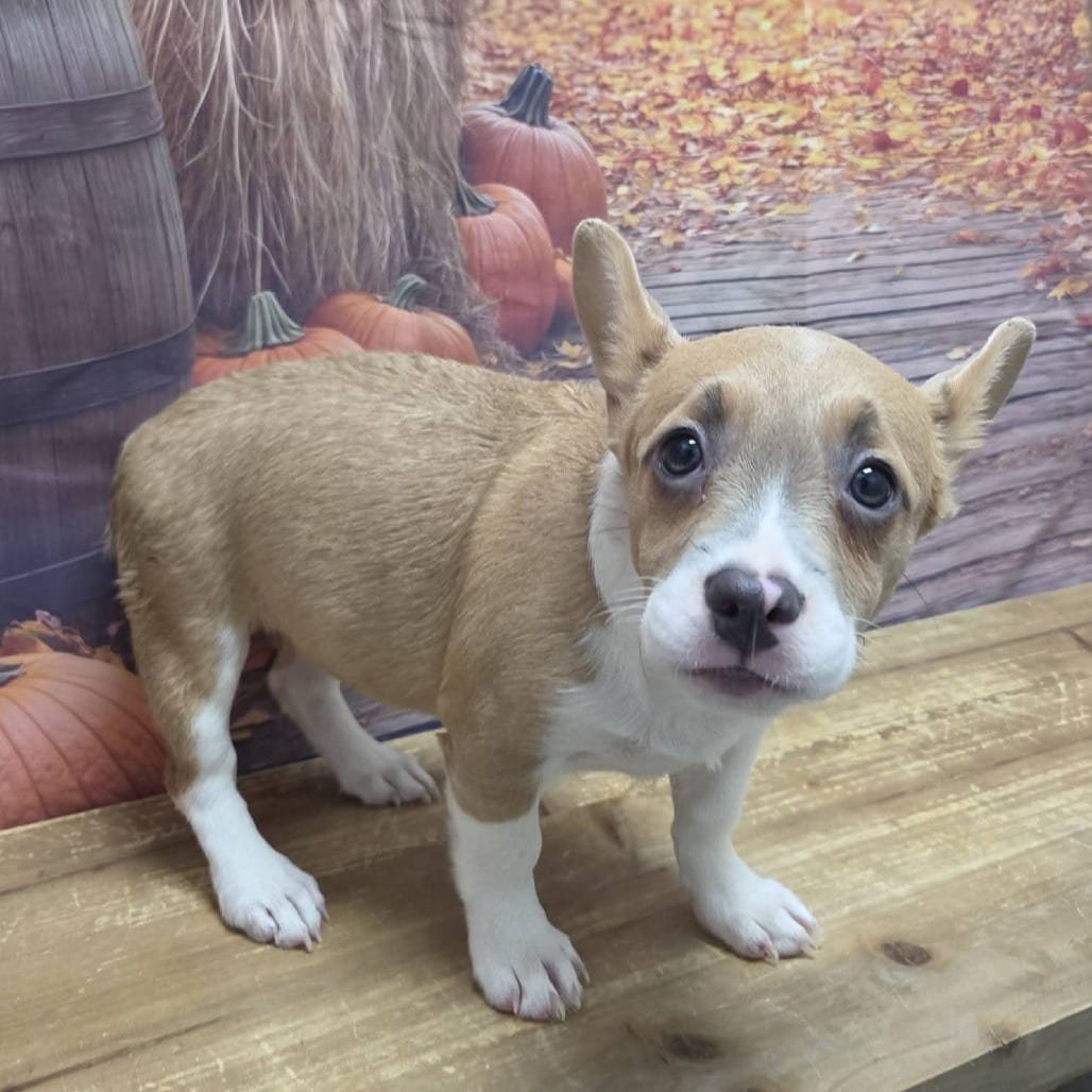 Photo of Snoot, adoptable Corgi, Pembroke Welsh / Bulldog, French in Normal, Illinois