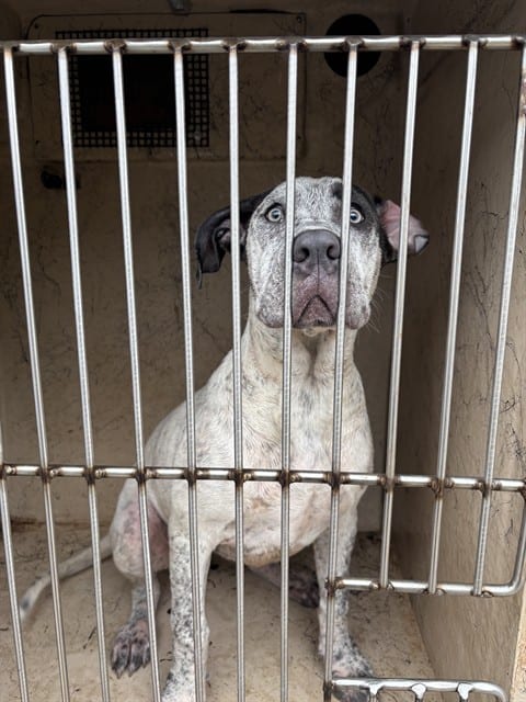 Photo of Senior Great Dane mix, adoptable Great Dane mix in Oklahoma City, Oklahoma