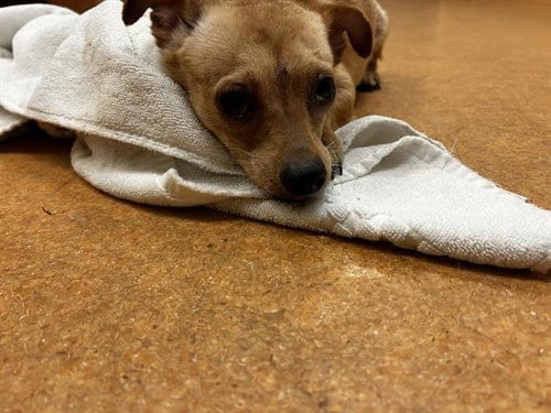 Photo of Ralph, adoptable Chihuahua in Martinez, California