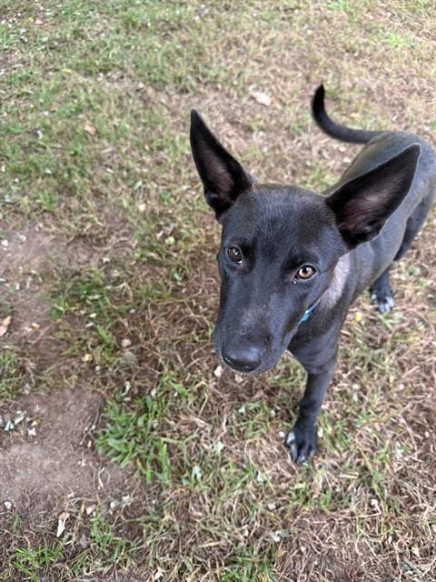 Photo of Bobbie Gentry, adoptable Labrador Retriever in Brewster, Massachusetts