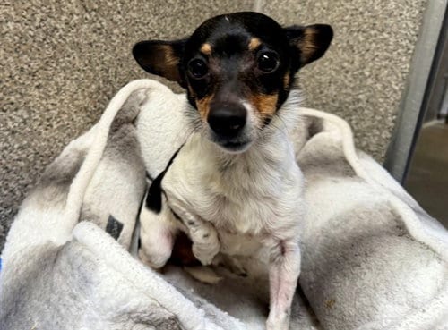 Photo of Freckles, adoptable Chihuahua in Santa Rosa, California