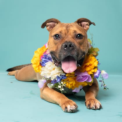 Photo of Angel Eyes, adoptable dog in Atlanta, Georgia