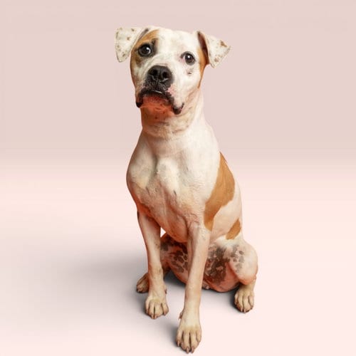 Photo of Mabel, adoptable Pit Bull Terrier in Rowlett, Texas