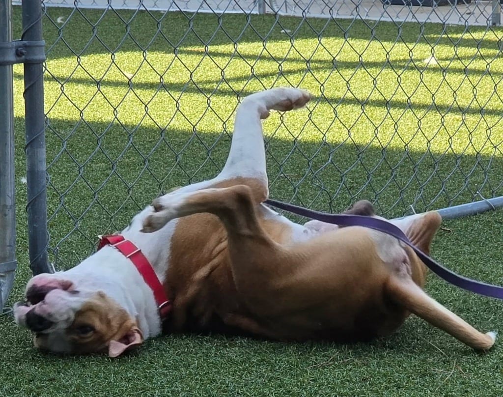 Photo of Quarter Pounder, adoptable Pit Bull Terrier in Hartsville, South Carolina