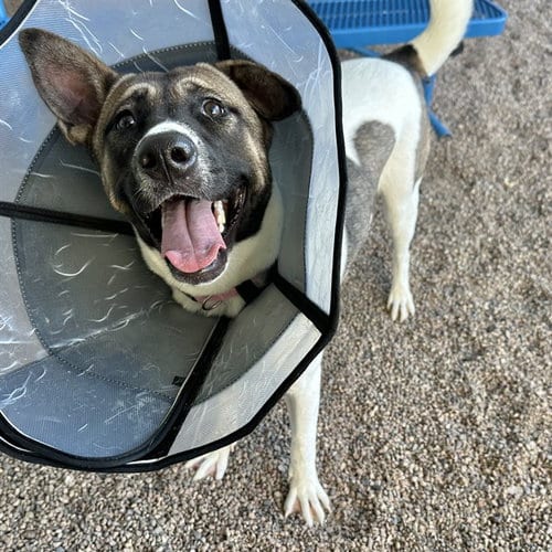 Photo of Thalia, adoptable Akita in Mesa, Arizona