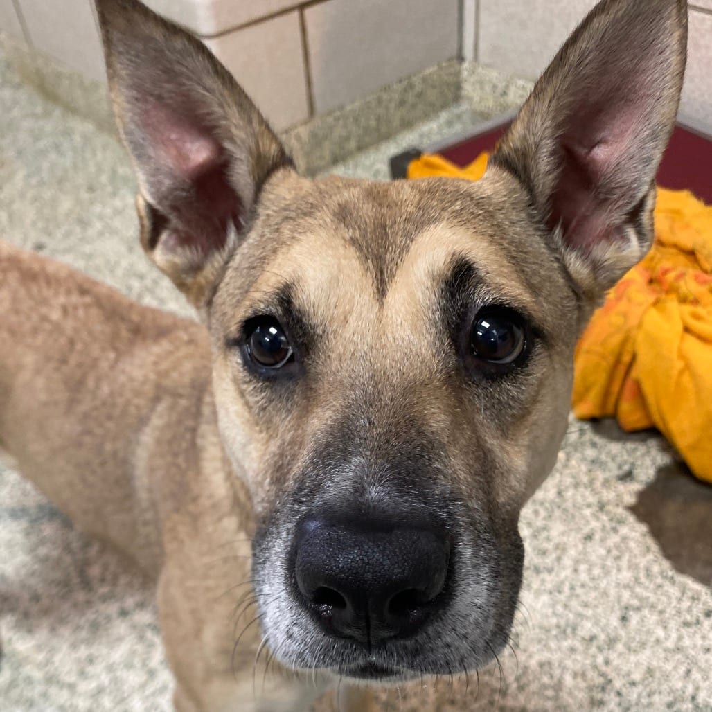 Photo of Juliet, adoptable Mixed Breed (Medium) in Houston, Texas