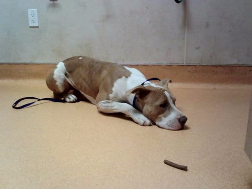 Photo of Nellie, adoptable Pit Bull Terrier in Martinez, California