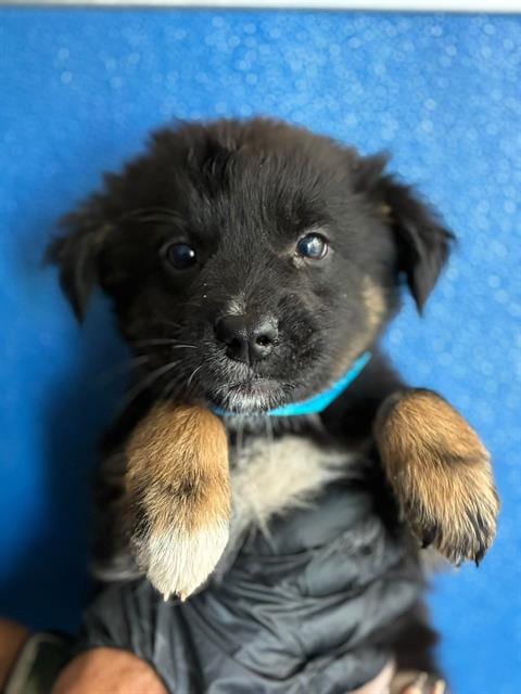Photo of A256618, adoptable Cairn Terrier in Visalia, California