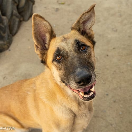 Photo of Nicky, adoptable German Shepherd Dog in Sacramento, California
