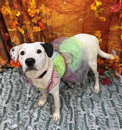 Photo of Lena, adoptable Labrador Retriever in Bryant, Arkansas