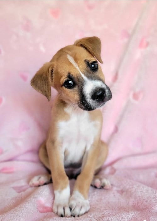Photo of Bonnie, adoptable Labrador Retriever in Newark, Delaware