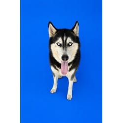 Photo of Major, adoptable Husky in Doral, Florida