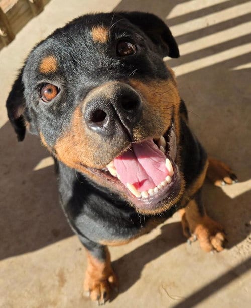 Photo of Meadow, adoptable Rottweiler in San Antonio, Texas