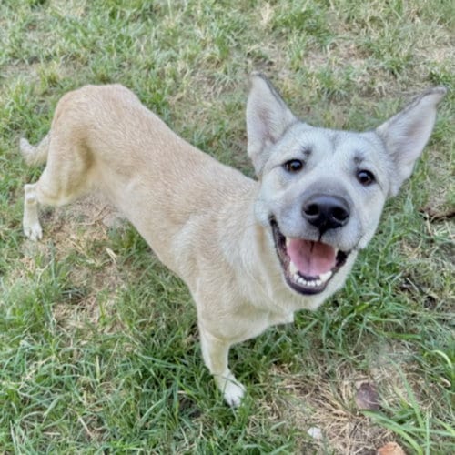 Photo of Caramel, adoptable Husky in Houston, Texas