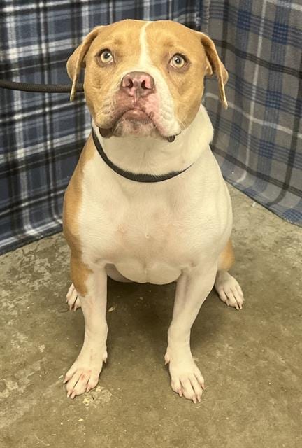 Photo of Josie, adoptable American Bulldog mix in Rosenberg, Texas