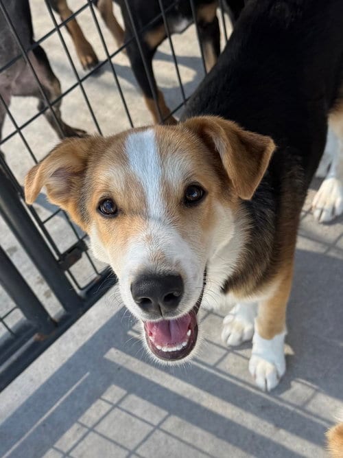 Photo of Gooseberry, adoptable Golden Retriever in Bolivar, Missouri