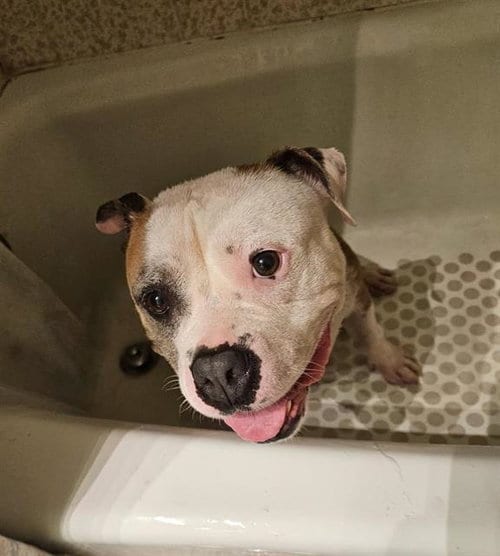 Photo of Dumpling, adoptable Bulldog in Chula Vista, California