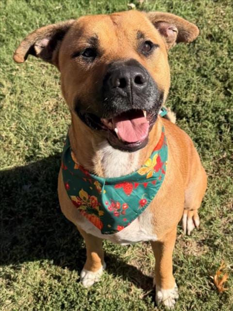 Photo of Otter, adoptable Black Mouth Cur in Tulsa, Oklahoma