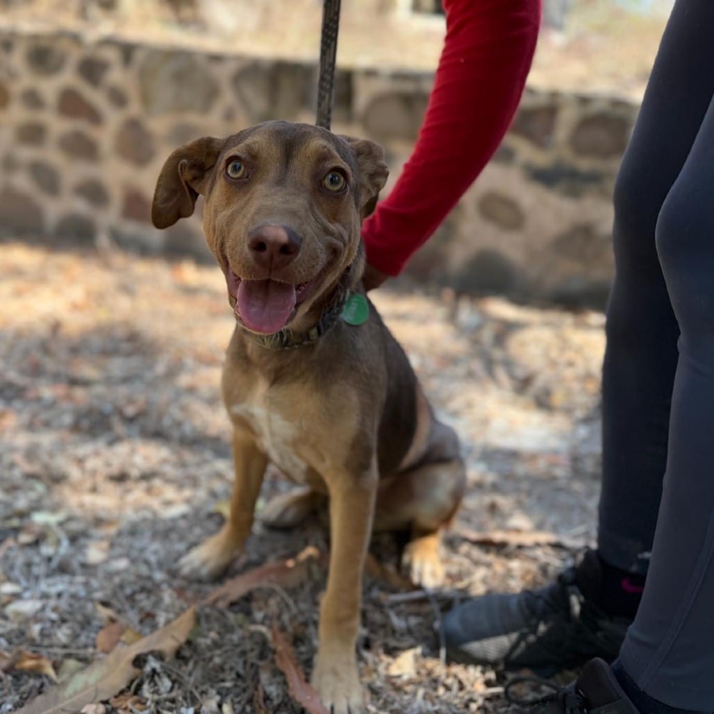Photo of Bailey **Ready to head home today, adoptable Retriever, Labrador / Mixed Breed (Medium) in Bend, Oregon