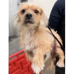 Photo of Pumpkin Spice, adoptable Maltese in San Bernardino, California