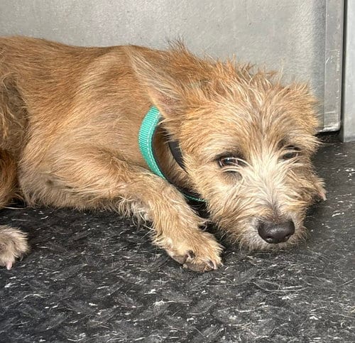 Photo of Hatchet, adoptable Irish Terrier in HESPERIA, California