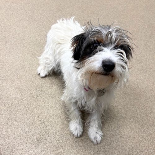 Photo of Georgia, adoptable Jack Russell Terrier (Parson Russell Terrier) in Aurora, Colorado