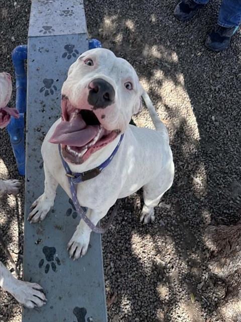 Photo of Heart, adoptable American Pit Bull Terrier in Phoenix, Arizona