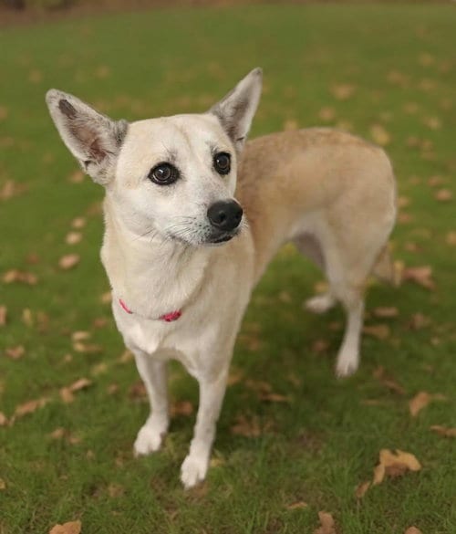 Photo of Darla, adoptable Terrier in Royal Palm Beach, Florida