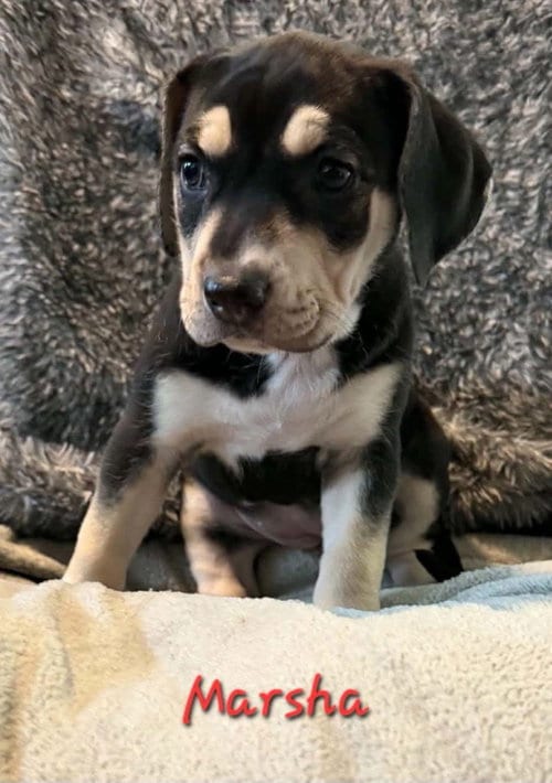Photo of Marsha, adoptable Beagle in Anchorage, Alaska