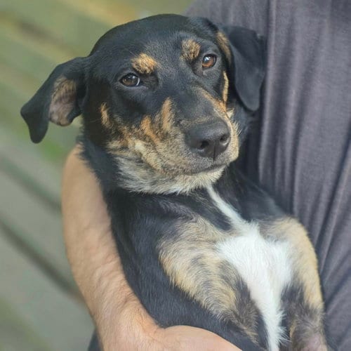 Photo of Forest, adoptable Hound in Spring Lake, North Carolina