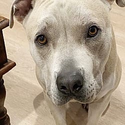 Photo of Potato, adoptable American Staffordshire Terrier in Marina del Rey, California