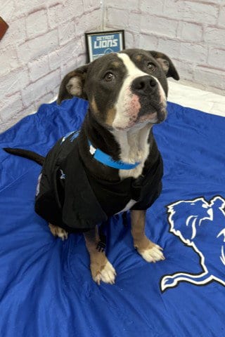 Photo of Maksim, adoptable English Bulldog in Detroit, Michigan
