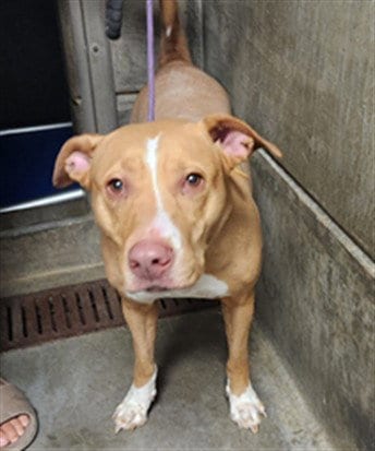 Photo of Chunky, adoptable Staffordshire Bull Terrier in Los Angeles, California
