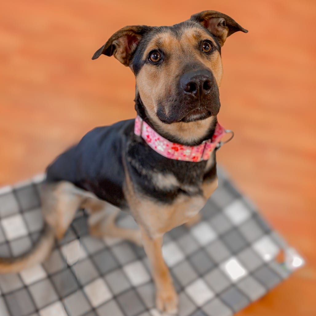 Photo of Bailey, adoptable Shepherd, German in Ohio, Ohio