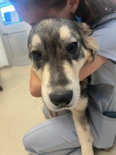 Photo of Butter Pecan, adoptable Collie in Haw River, North Carolina