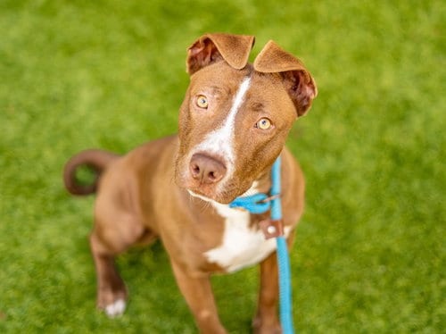 Photo of Gingersnap, adoptable American Pit Bull Terrier in San Jose, California