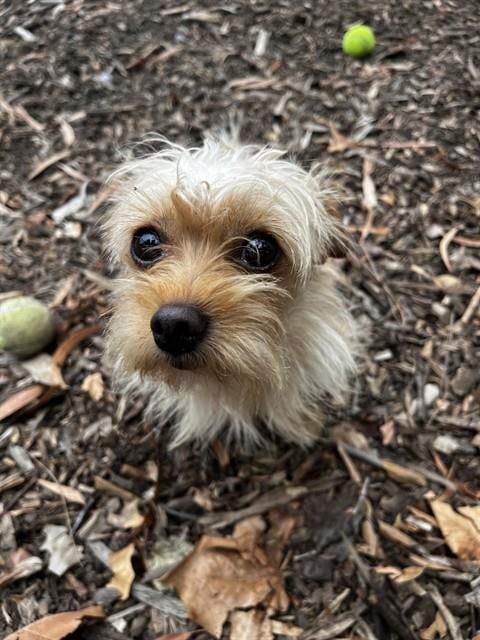Photo of All-Wheel Drive, adoptable Toy Fox Terrier in Fremont, California