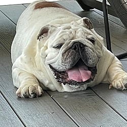 Photo of Hercules, adoptable English Bulldog in Beverly Hills, California