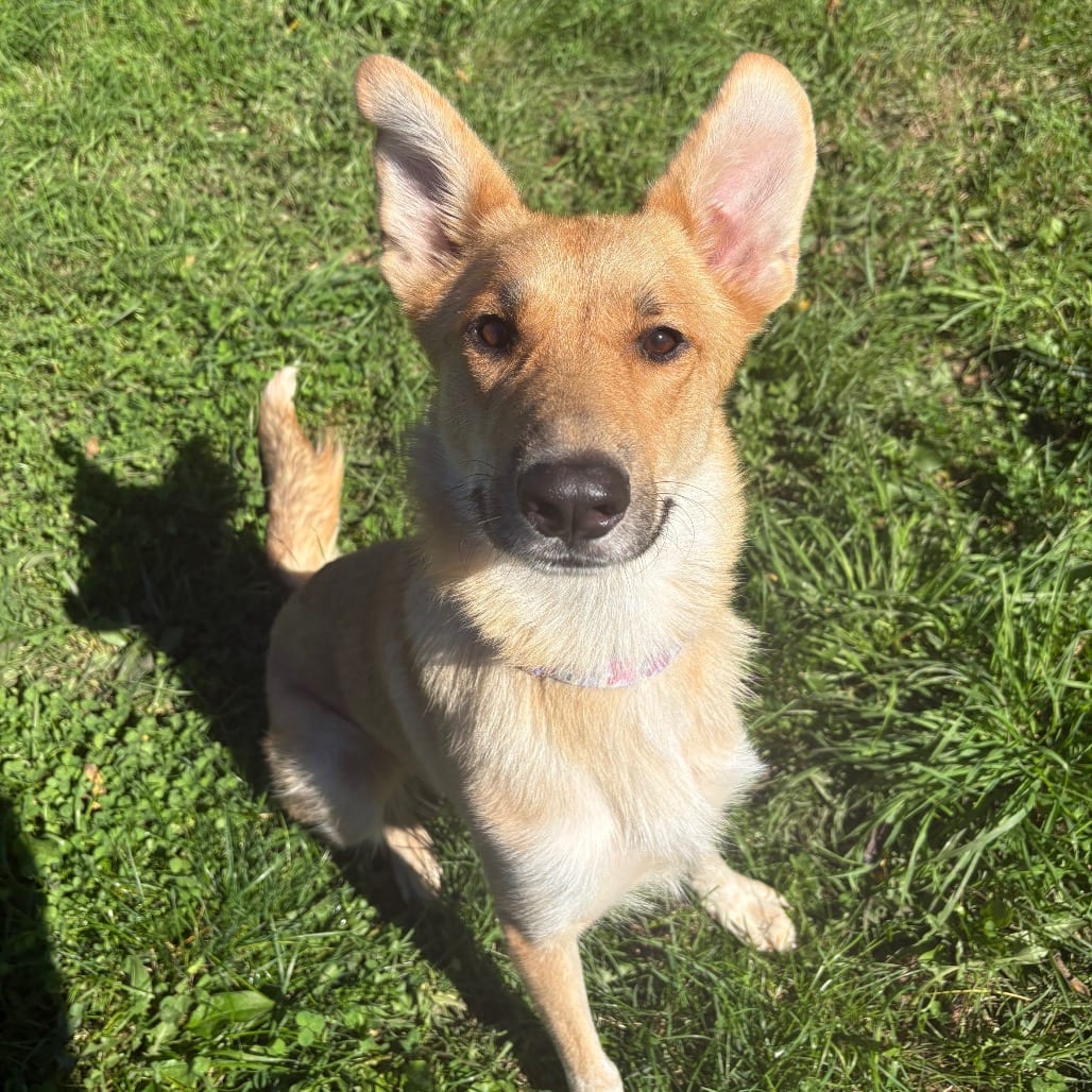 Photo of Susie, adoptable Shepherd / Cattle Dog, Australian (Red Heeler) in West Des Moines, Iowa