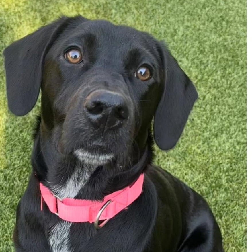 Photo of Zaina, adoptable Retriever, Black Labrador / Mix in Oklahoma-based; Northeast placements, Oklahoma
