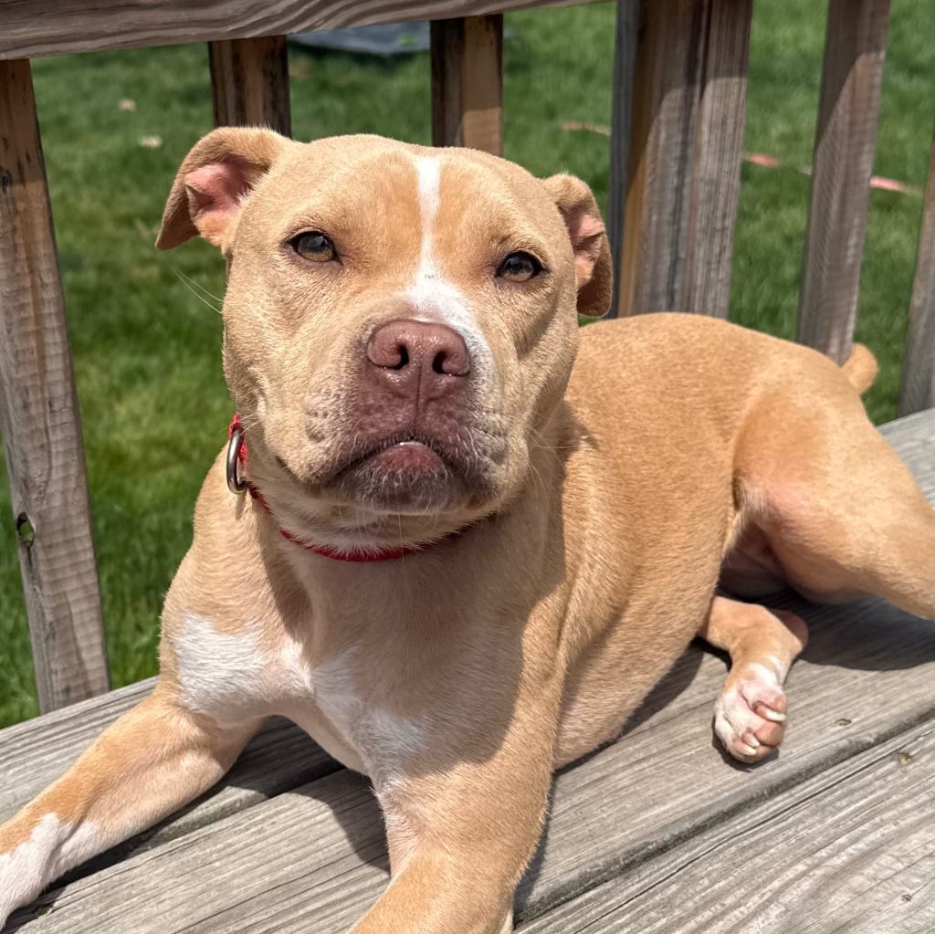 Photo of Saleta, adoptable Mixed Breed in Bloomfield, Connecticut